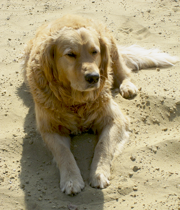 Hofhund Paula bewacht nicht nur den Hof, sondern freut sich auch über jede Kuscheleinheit!
